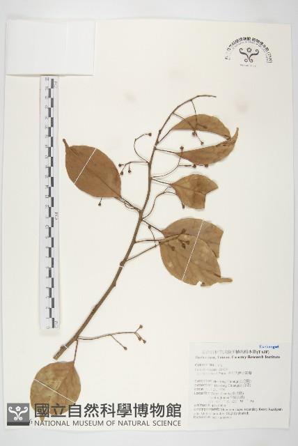 亨利氏伊立基藤藏品圖，第1張