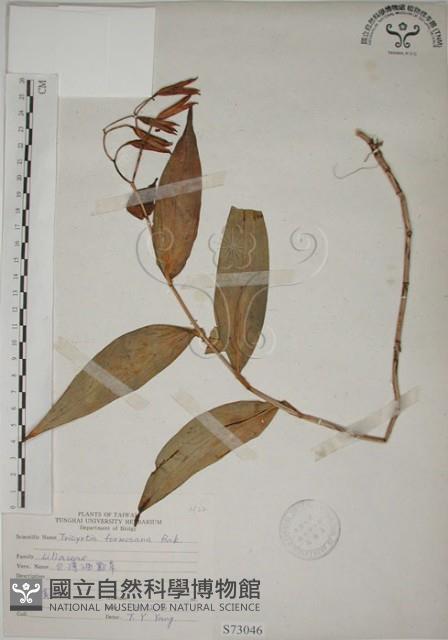 臺灣油點草藏品圖，第1張