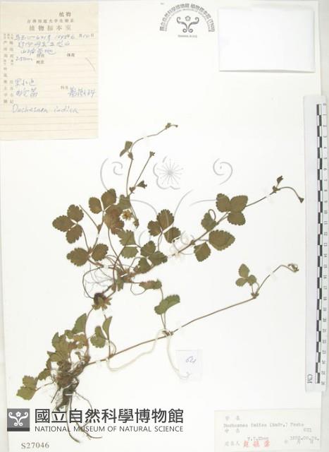 蛇莓、地莓、龍吐珠藏品圖，第1張