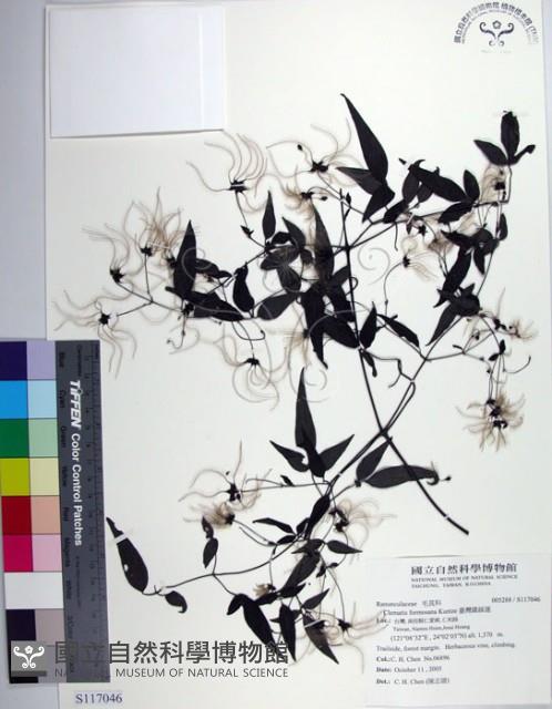 田村氏鐵線蓮藏品圖，第1張