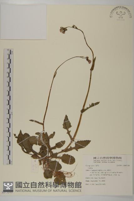 登錄號:S097046藏品圖，第1張