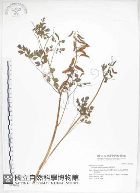 臺灣黃菫藏品圖，第1張