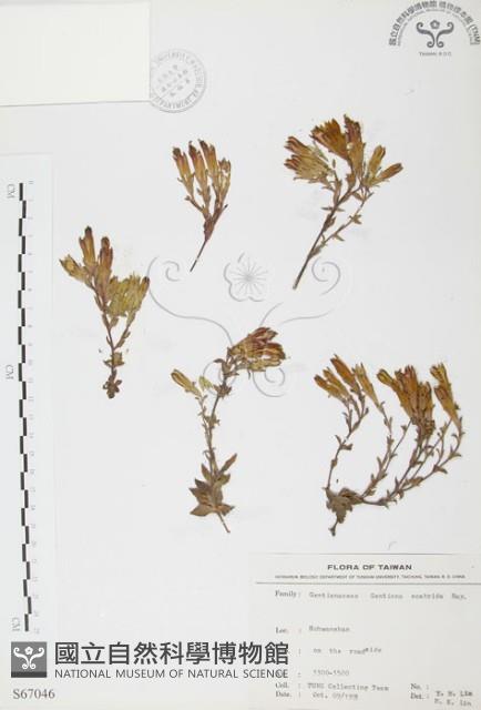 玉山龍膽藏品圖，第1張