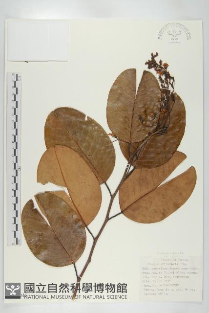 登錄號:S047046藏品圖，第1張