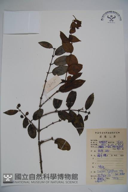 裡白忍冬、紅腺忍冬藏品圖，第1張