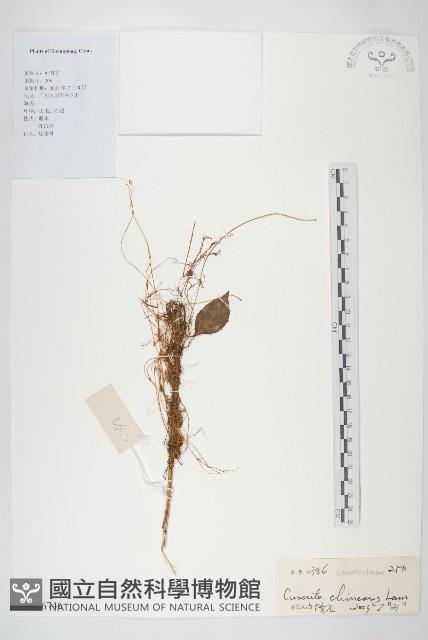 中國菟絲子藏品圖，第1張