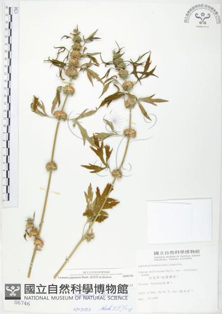 益母草藏品圖，第1張