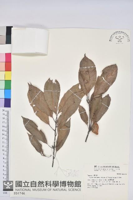 捲斗櫟藏品圖，第1張