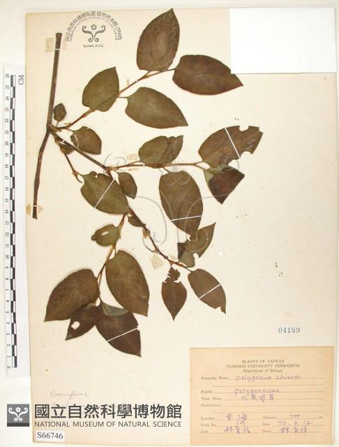 火炭母草、清飯藤藏品圖，第1張