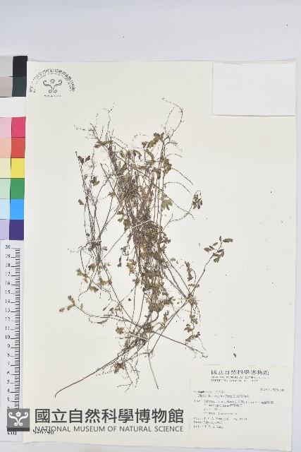 擬葉下珠、細葉油柑藏品圖，第1張