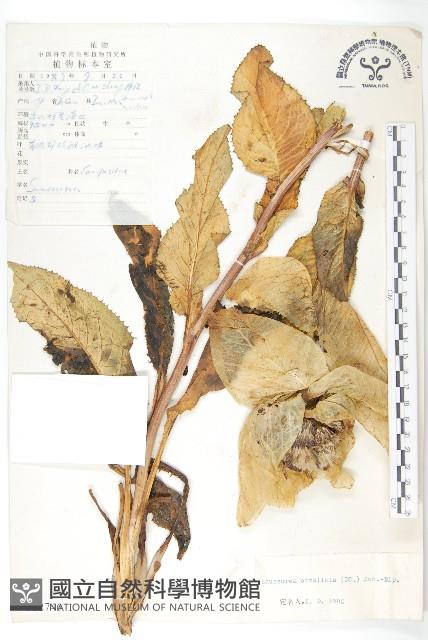 苞葉風毛菊藏品圖，第1張