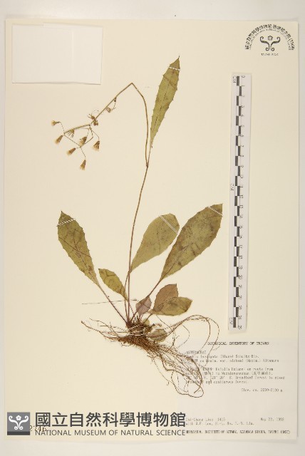 刀傷草藏品圖，第1張