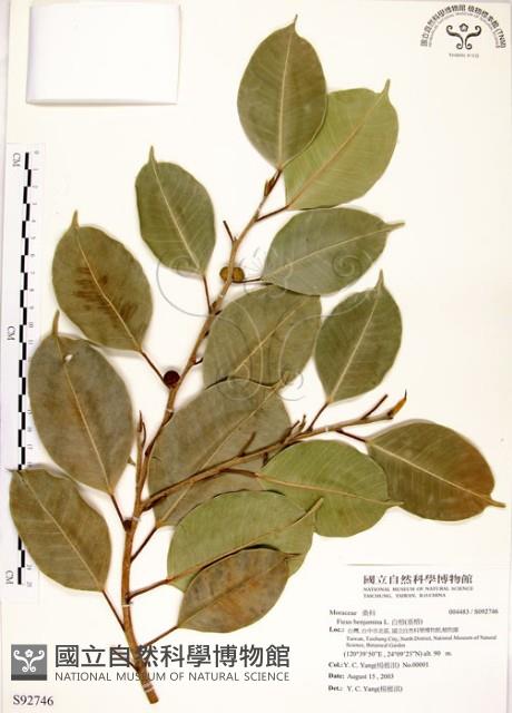 白榕、垂榕藏品圖，第1張