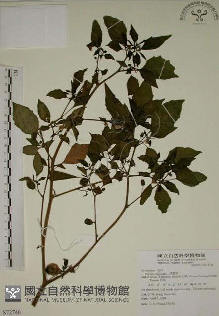 燈籠草藏品圖，第1張