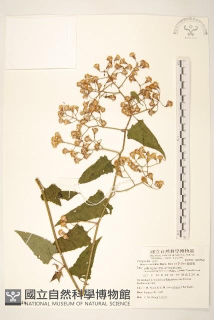 蔓黃菀藏品圖，第1張