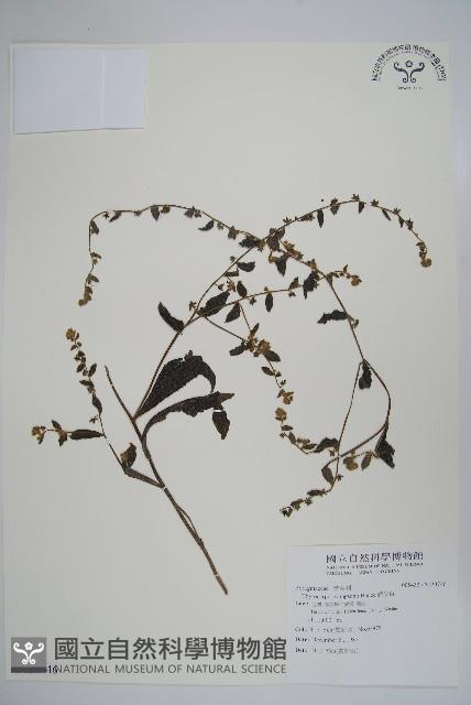 盾果草藏品圖，第1張