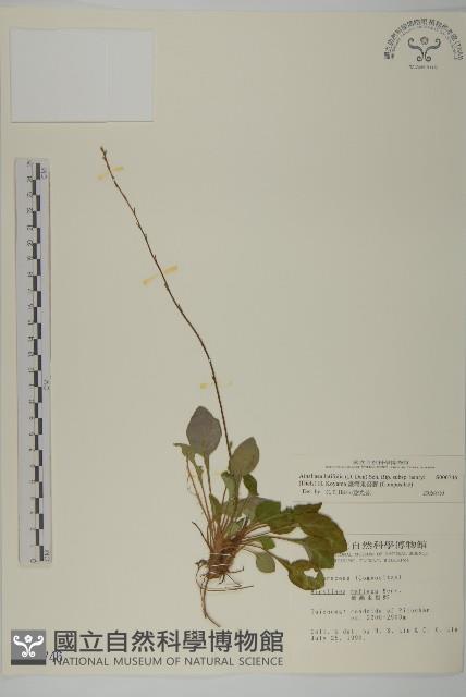 臺灣鬼督郵藏品圖，第1張