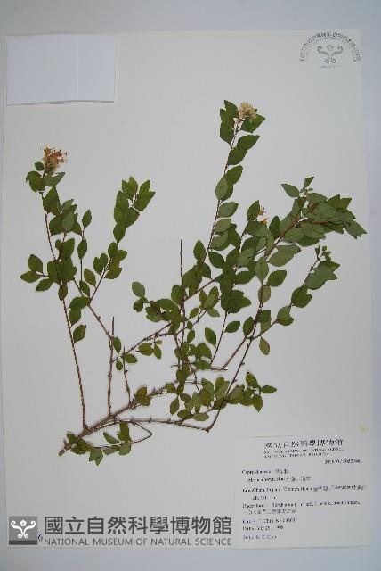 Accession Number:S050746 Collection Image, Figure 1, Total 2 Figures