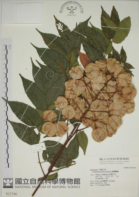 臺灣欒樹藏品圖，第1張