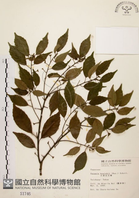 油葉石櫟藏品圖，第1張