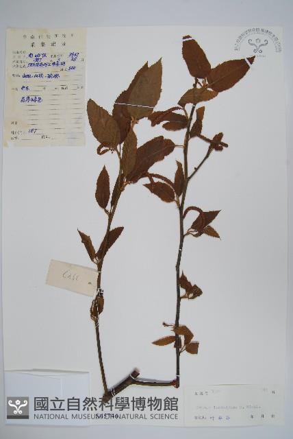 亮葉樺藏品圖，第1張