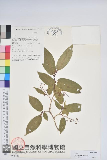 南燭藏品圖，第1張