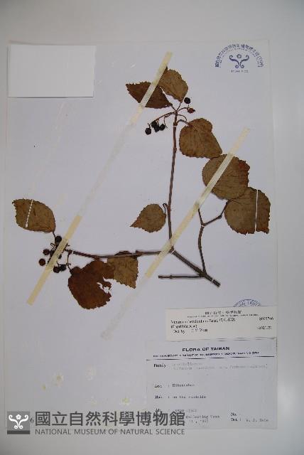 樺葉莢迷、玉山莢迷藏品圖，第1張