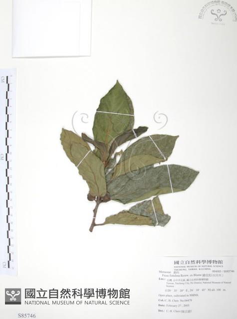 豬母乳、水同木藏品圖，第1張