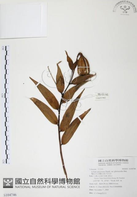 豔紅百合、豔紅鹿子百合藏品圖，第1張