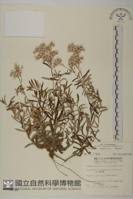 玉山抱莖籟簫藏品圖，第1張