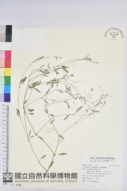 禾葉大戟藏品圖，第1張