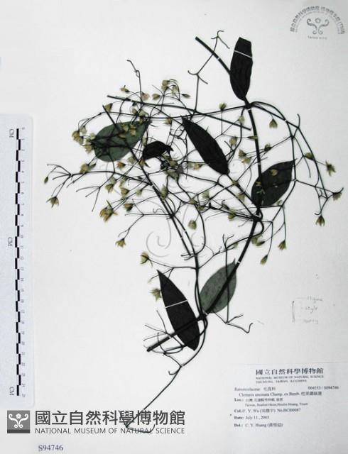 柱果鐵線蓮藏品圖，第1張