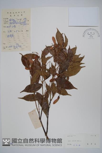 紅翅槭藏品圖，第1張