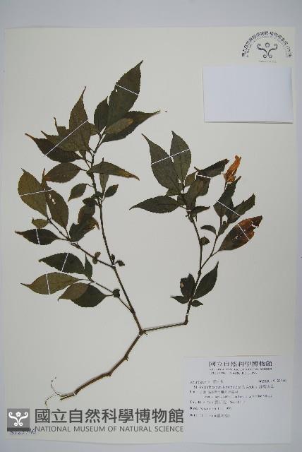 腺萼馬藍藏品圖，第1張