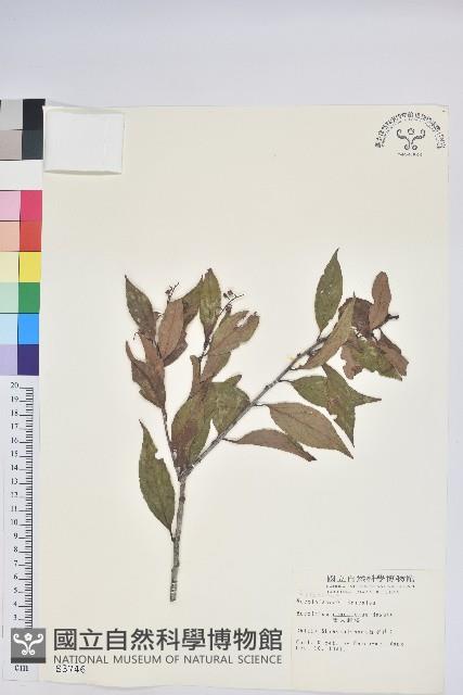 巒大越橘藏品圖，第1張