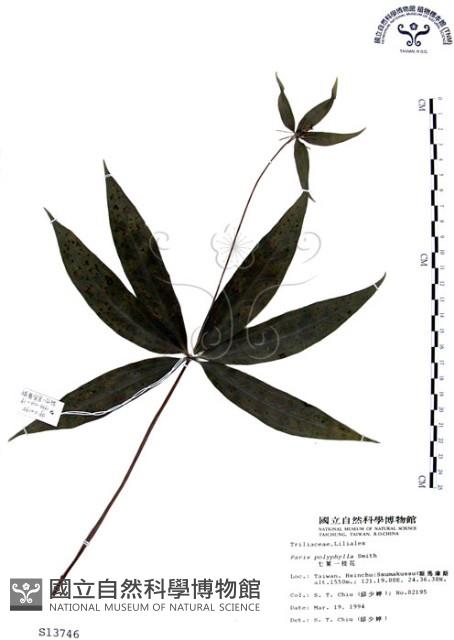 七葉一枝花藏品圖，第1張