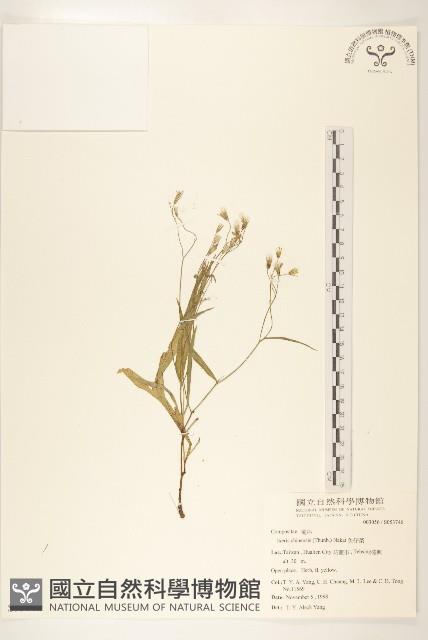 兔仔菜藏品圖，第1張