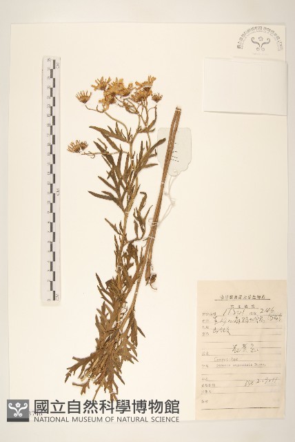 羽葉千里光藏品圖，第1張