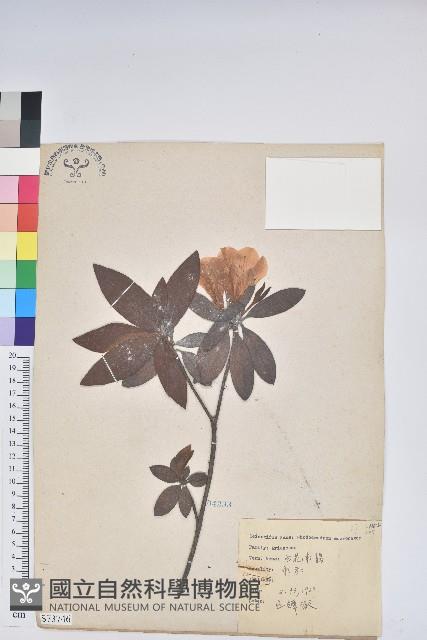 白花杜鵑藏品圖，第1張