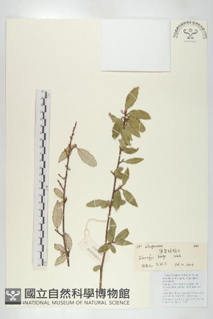 宜昌胡頹子藏品圖，第1張