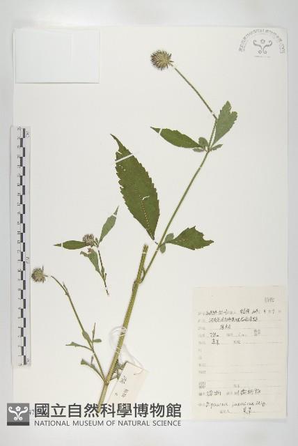 續斷藏品圖，第1張