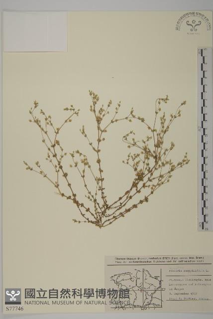 無心菜、鵝不食草藏品圖，第1張