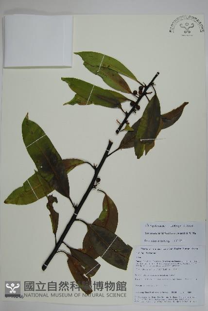 登錄號:S106246藏品圖，第1張