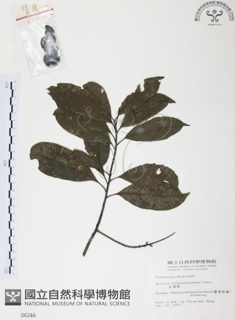 紅葉樹藏品圖，第1張