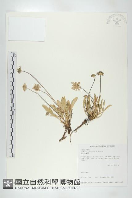 玉山山蘿蔔藏品圖，第1張