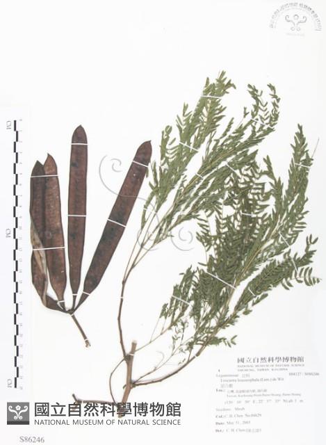 銀合歡藏品圖，第1張