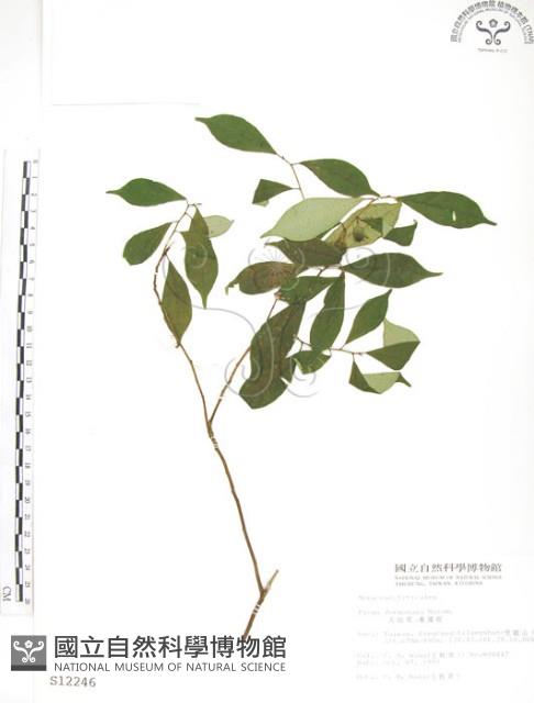 天仙果、臺灣榕藏品圖，第1張