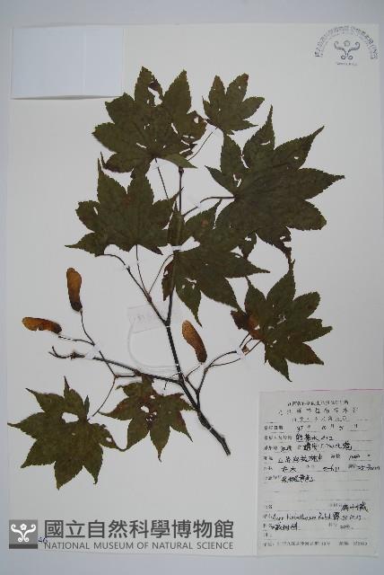 扇葉槭藏品圖，第1張