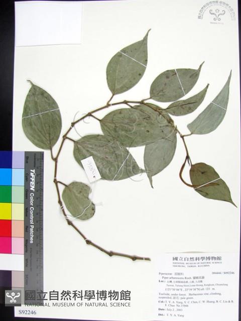 蘭嶼風藤藏品圖，第1張