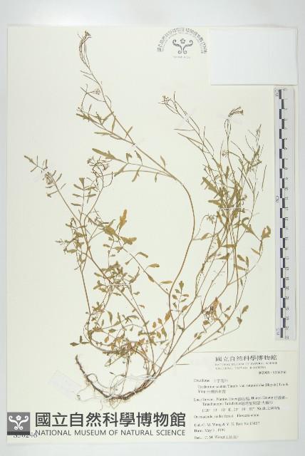 台灣碎米薺藏品圖，第1張